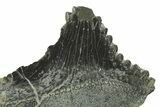 Bizarre Shark (Edestus) Jaw Section with Tooth - Carboniferous #269635-2